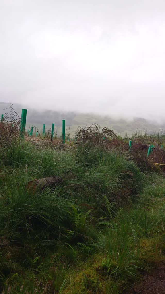 Day 5 and 6 on the West Highland Way, Scotland. 🏴󠁧󠁢󠁳󠁣󠁴󠁿

Wild camping: it was pouring and all the good spots were taken. I was moving slow that day—very slow—so